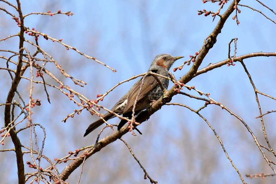 ヒヨドリ|暮らしのほとり舎