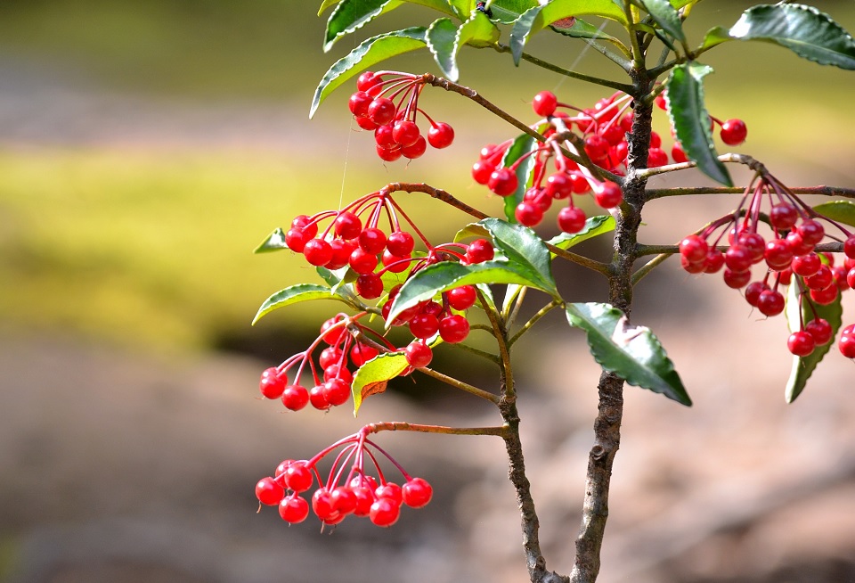 季節の草花「万両 (まんりょう)」